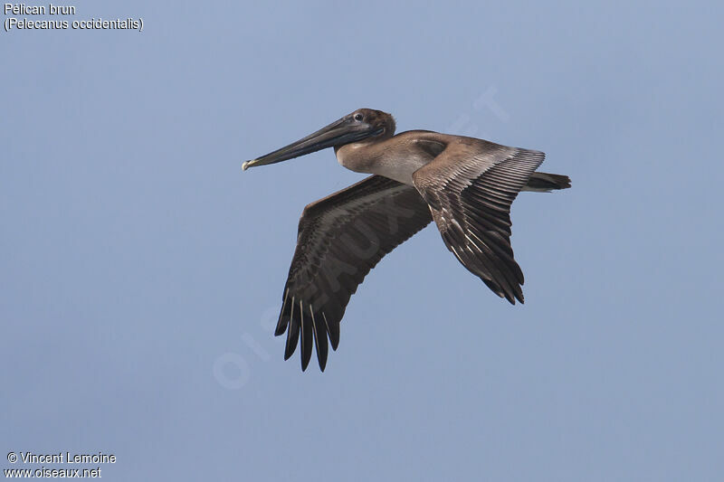 Pélican brunimmature