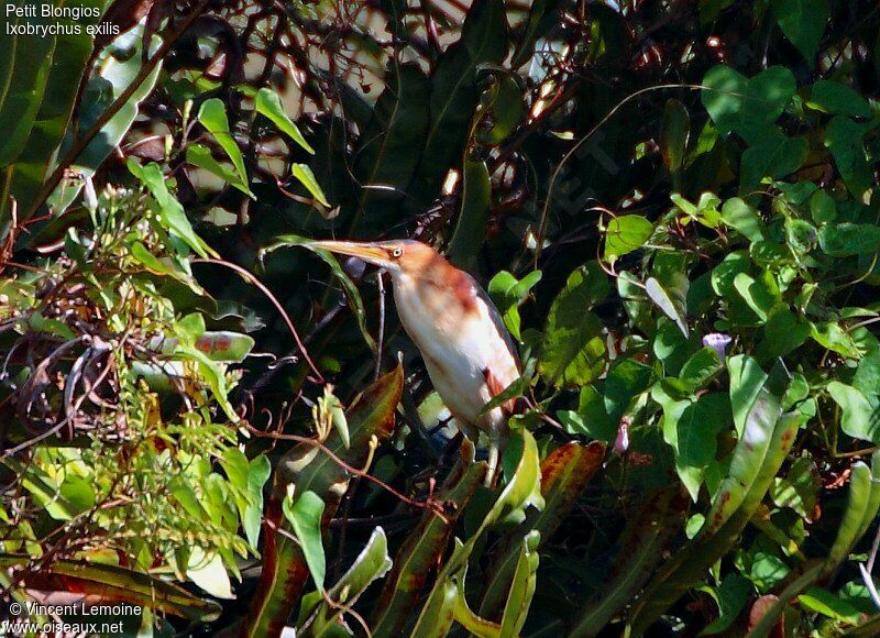 Least Bittern male adult