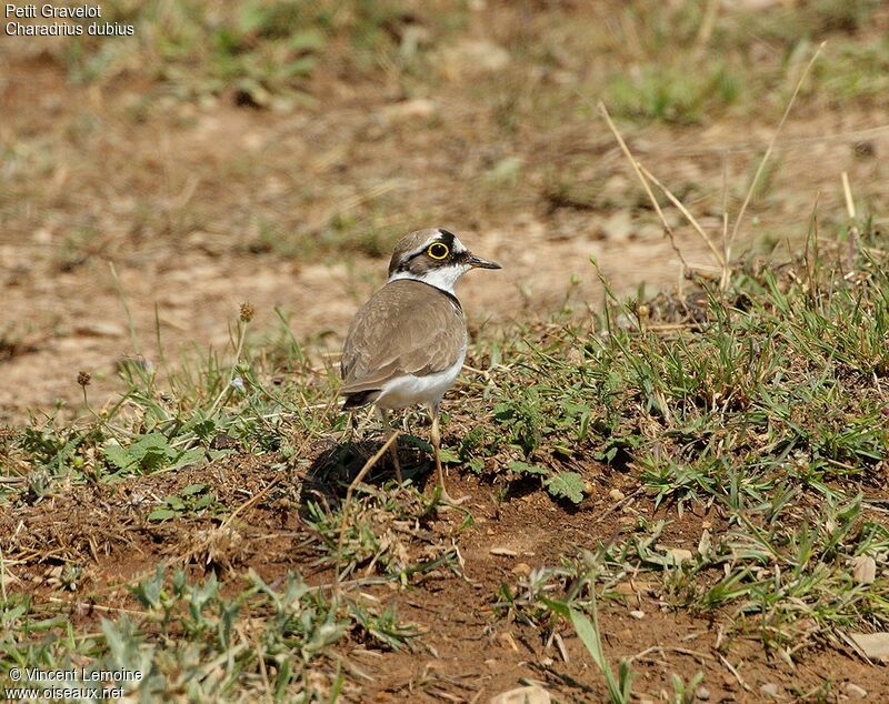 Little Ringed Plover female adult