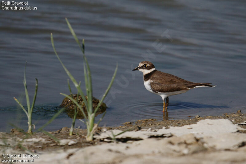 Little Ringed Plover