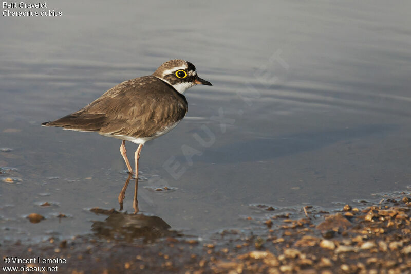 Little Ringed Plover female adult breeding