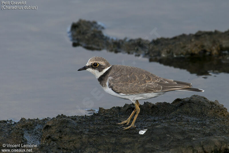 Little Ringed Plover