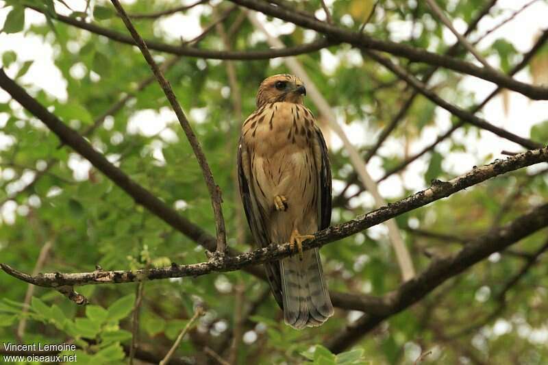 Broad-winged Hawkjuvenile, identification