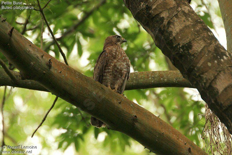 Broad-winged Hawkadult