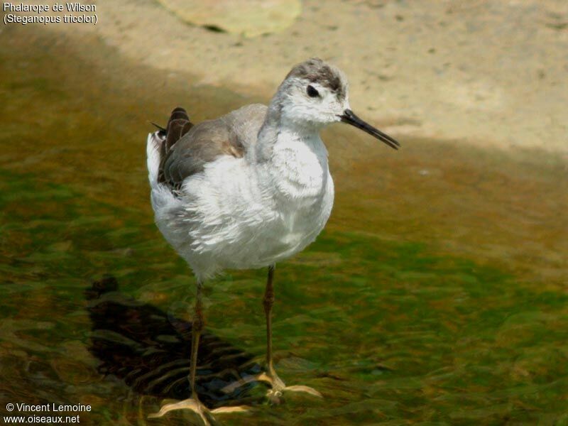 Phalarope de Wilsonimmature