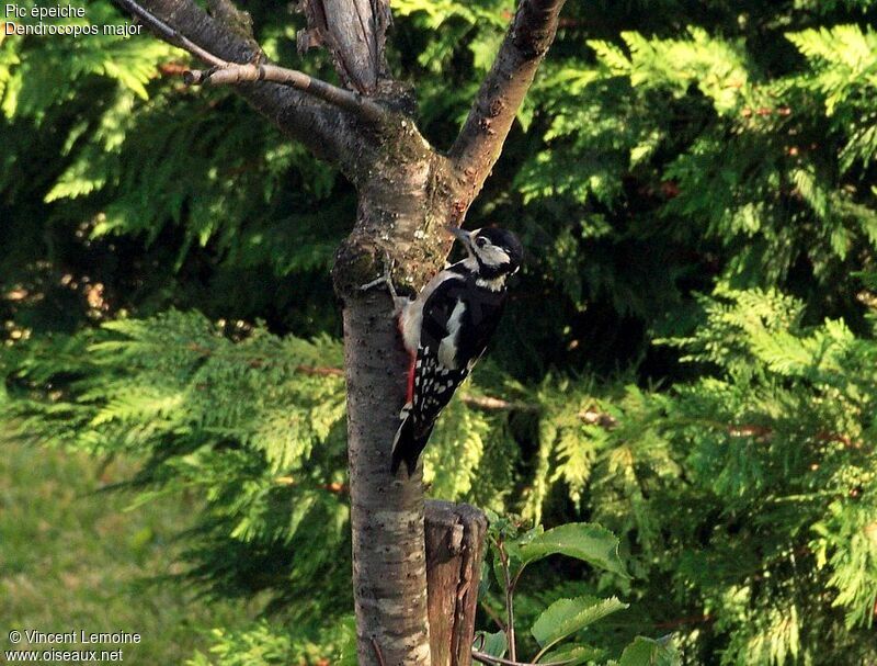 Great Spotted Woodpecker