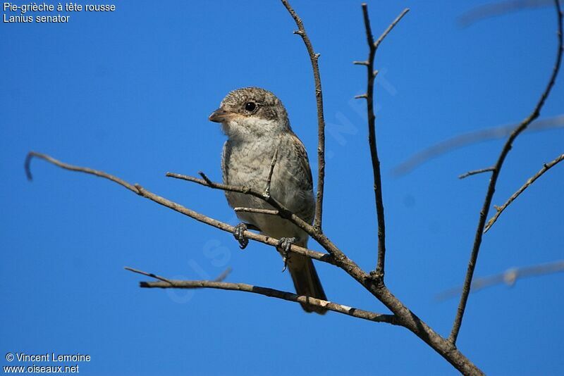 Woodchat ShrikeFirst year