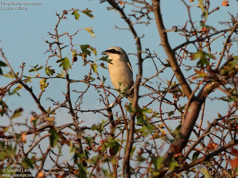 Red-backed Shrikeadult