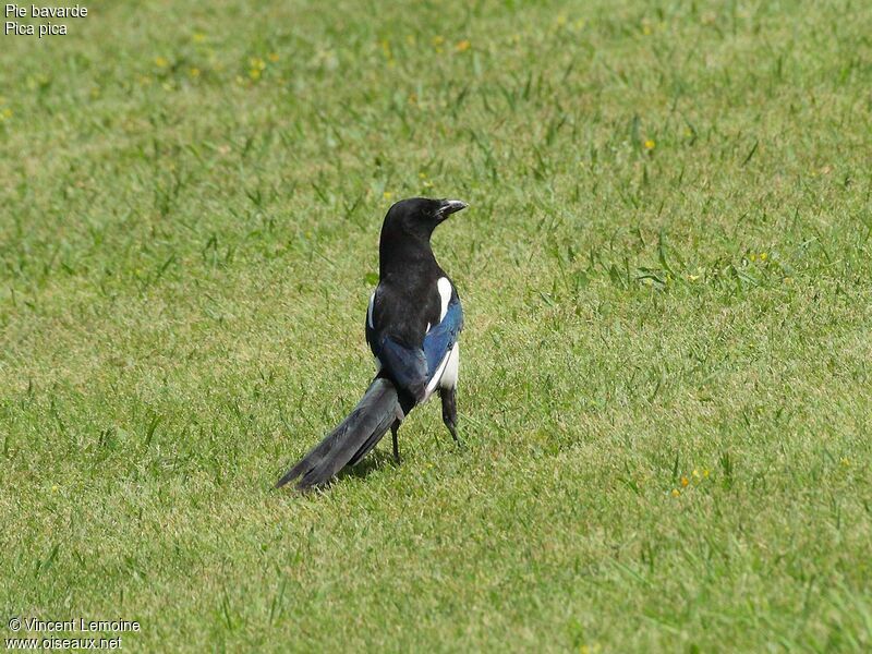 Eurasian Magpie