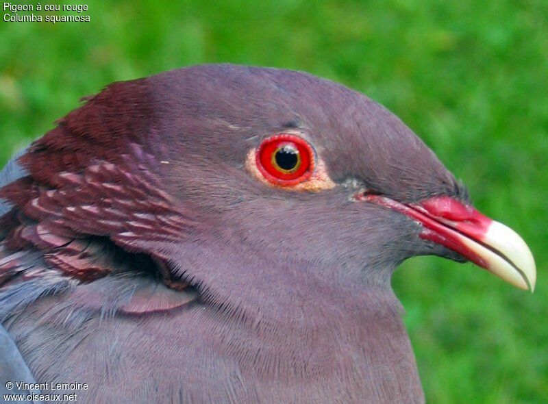 Scaly-naped Pigeonadult