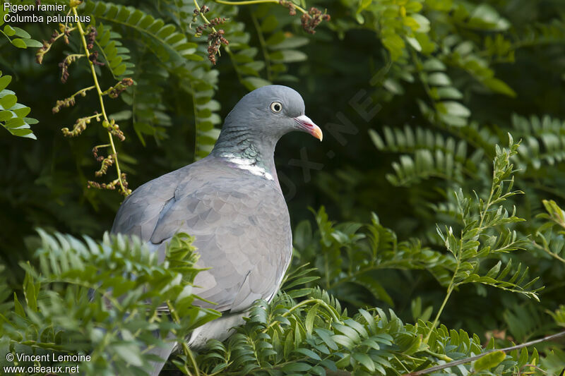 Pigeon ramier