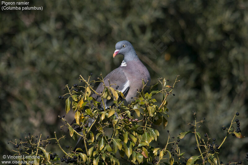 Pigeon ramieradulte, portrait, régime, mange