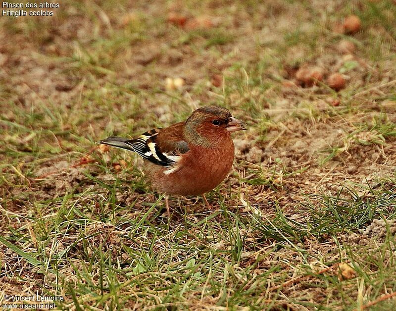 Eurasian Chaffinch male adult post breeding