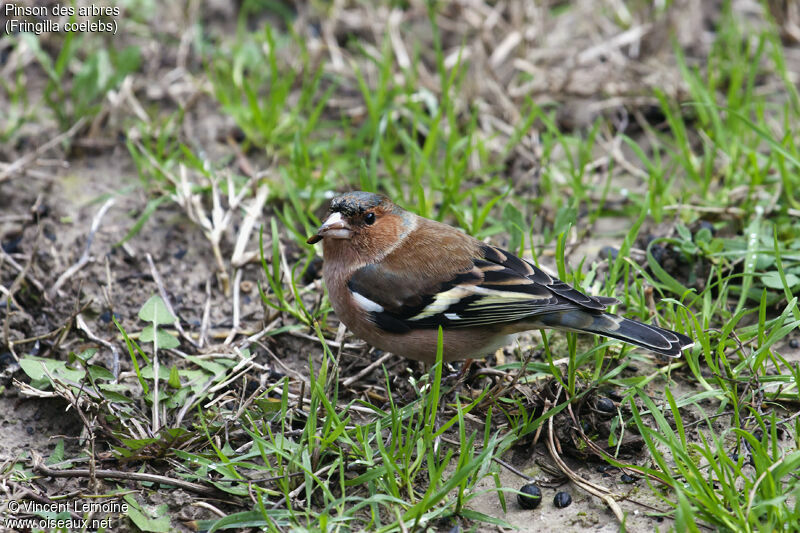 Eurasian Chaffinch male adult