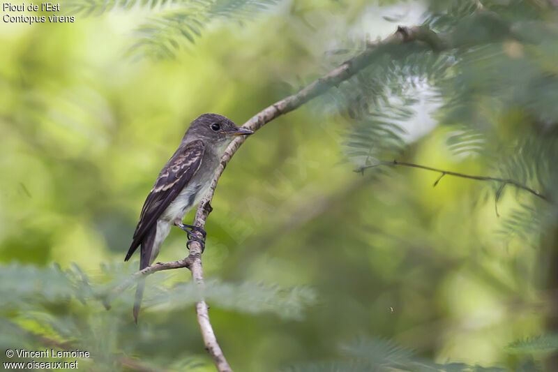 Eastern Wood Peweejuvenile