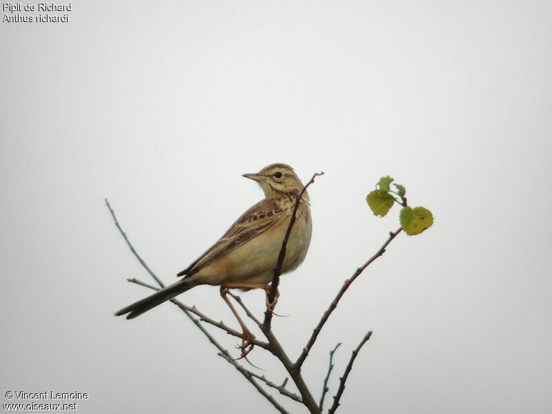 Richard's Pipit