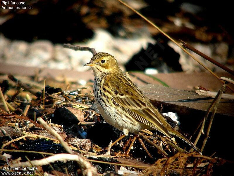 Meadow Pipit