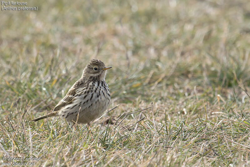 Pipit farlouse