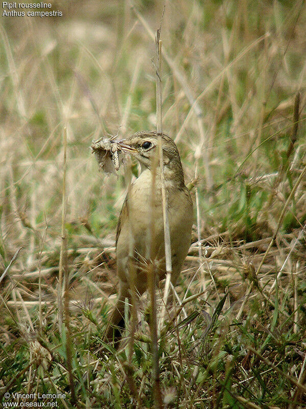 Tawny Pipitadult