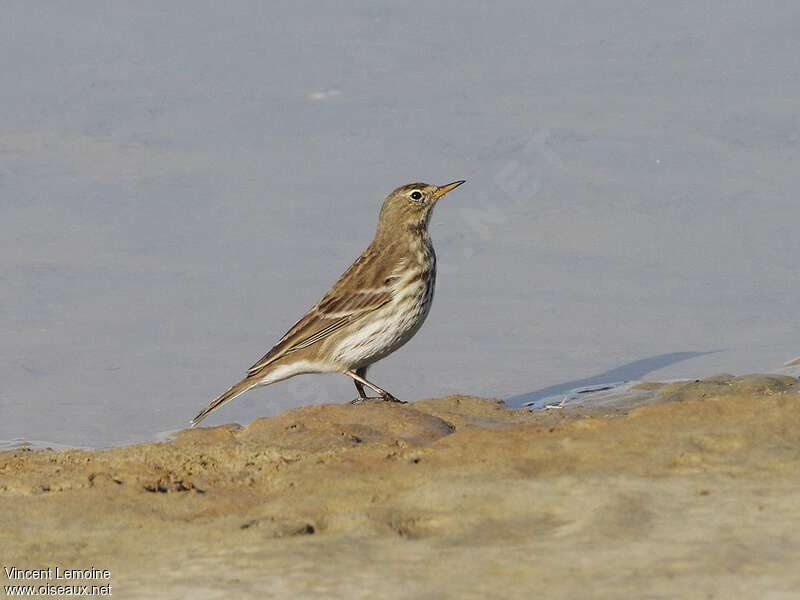 Pipit spioncelle1ère année, identification