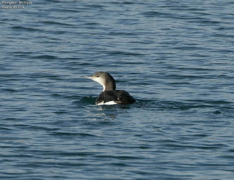 Black-throated Loonadult post breeding