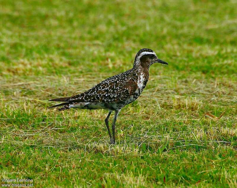 American Golden Ploveradult transition, identification