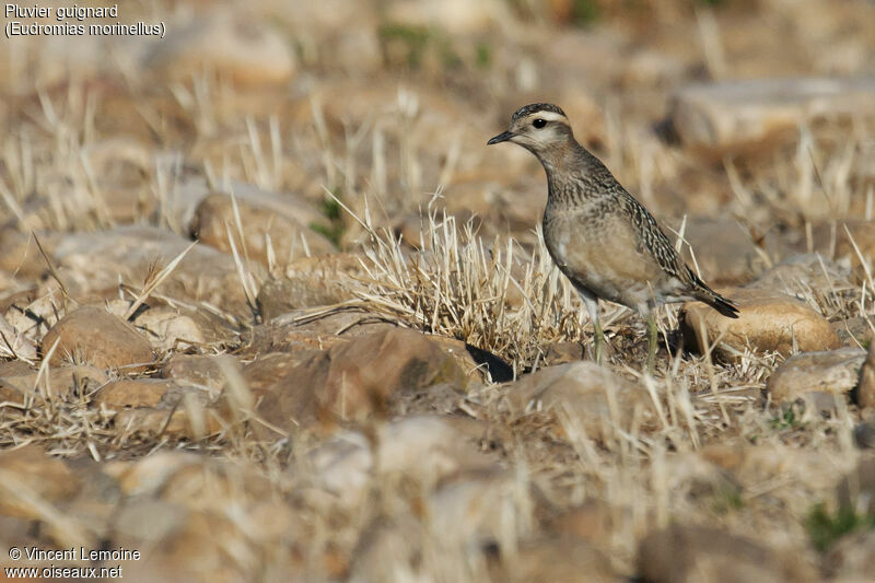 Eurasian Dotterel