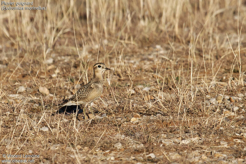 Eurasian Dotterel