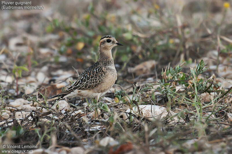 Eurasian Dotterel