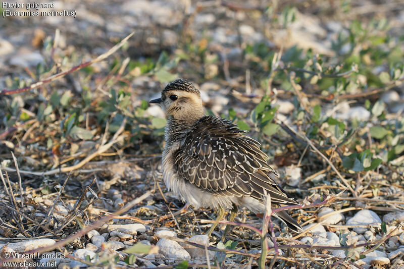 Eurasian Dotterel