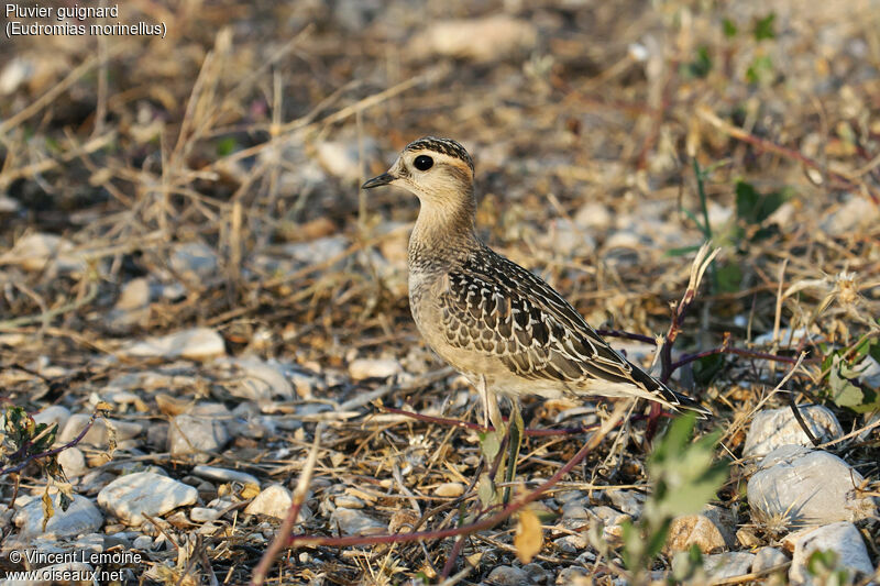 Eurasian Dotterel