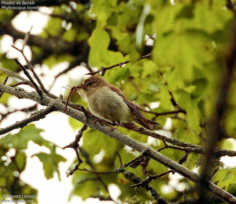 Western Bonelli's Warbleradult