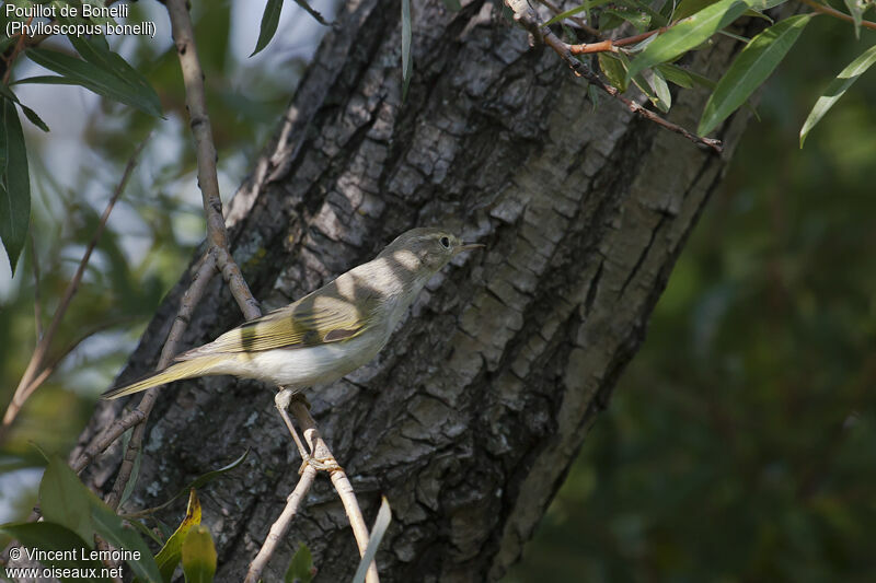 Western Bonelli's Warbler