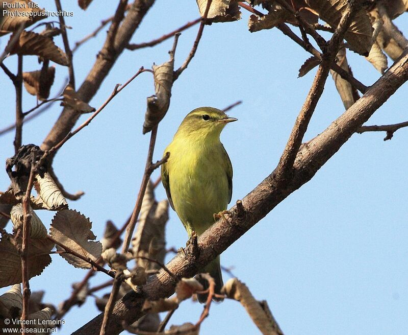 Willow Warbler