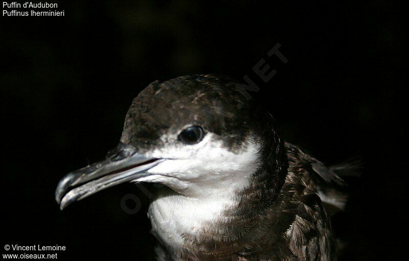 Sargasso Shearwateradult breeding