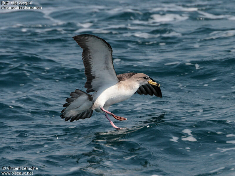 Puffin de Scopoliadulte