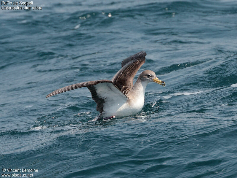 Scopoli's Shearwater