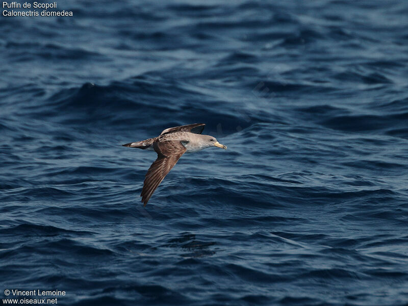 Scopoli's Shearwater