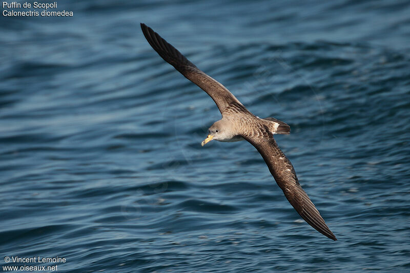 Scopoli's Shearwater