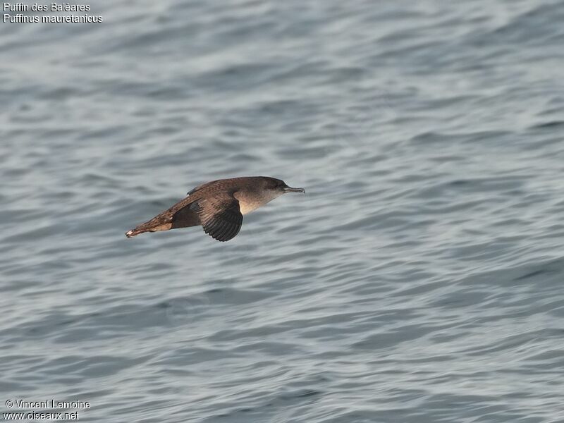 Balearic Shearwater, Flight