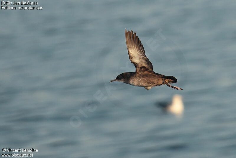 Balearic Shearwater