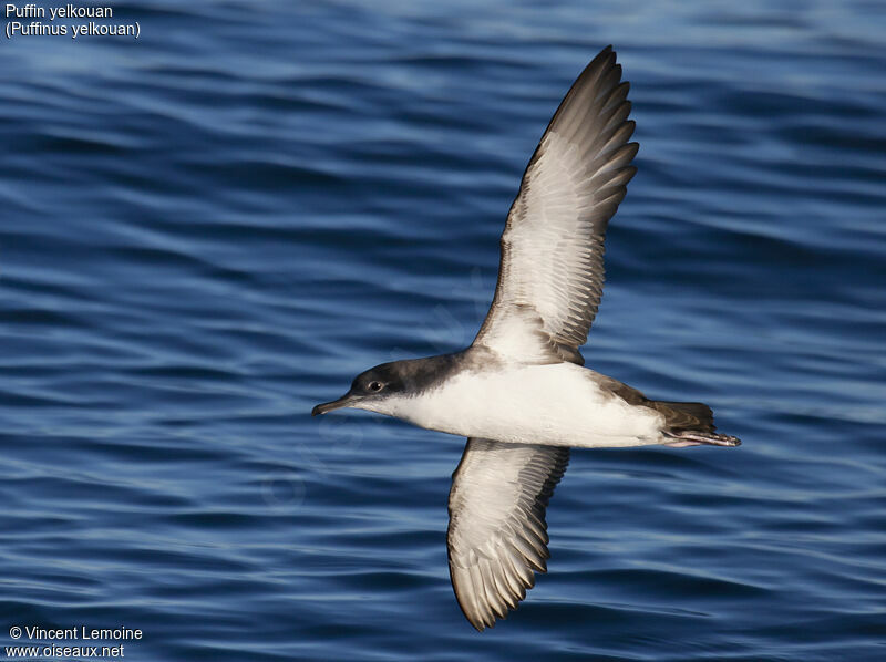 Puffin yelkouan