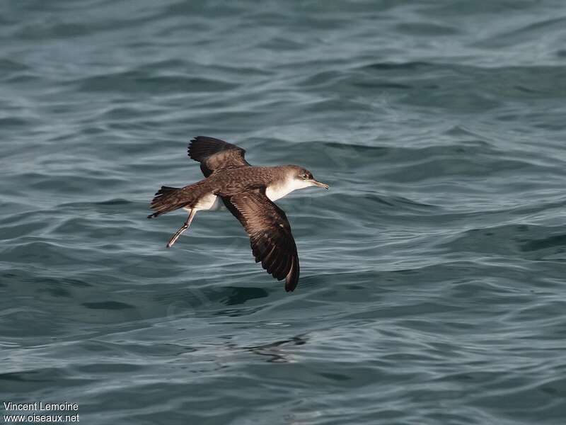 Yelkouan Shearwater, pigmentation, Flight