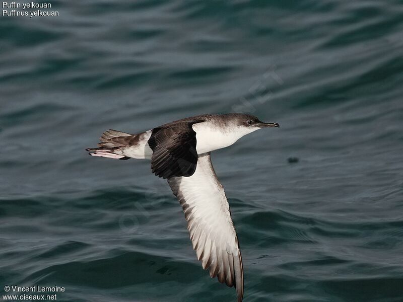 Puffin yelkouan, Vol