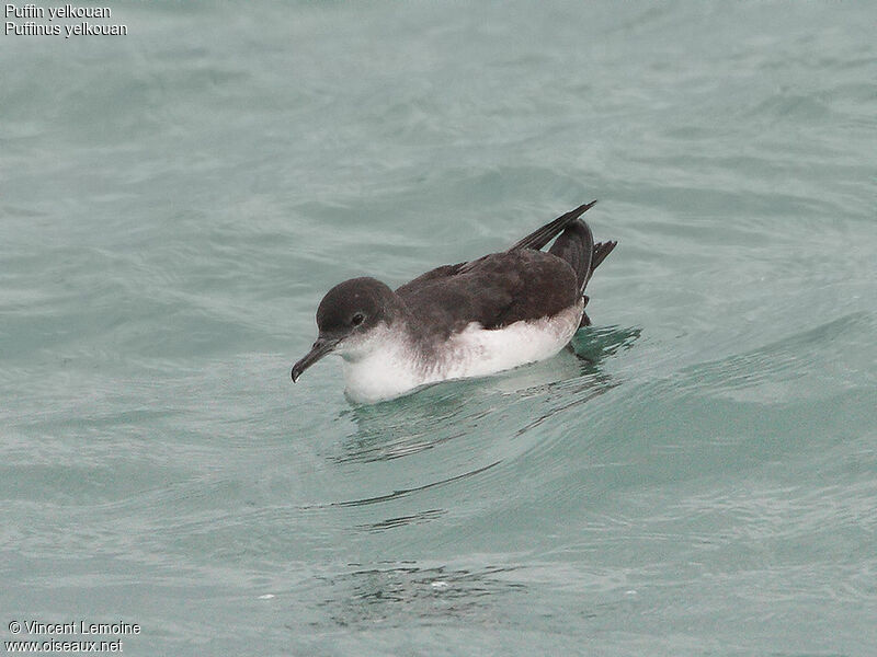 Puffin yelkouan