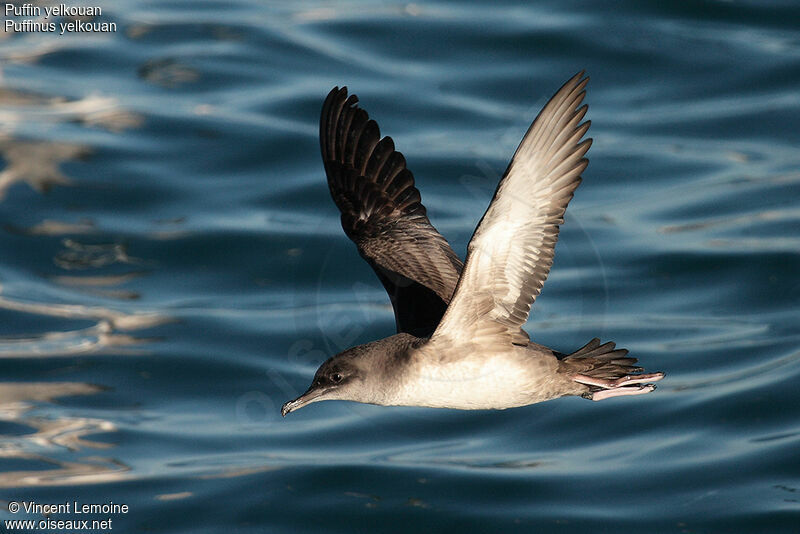 Puffin yelkouan