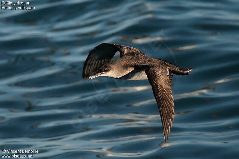 Yelkouan Shearwater