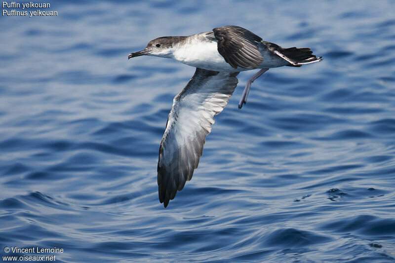 Yelkouan Shearwater