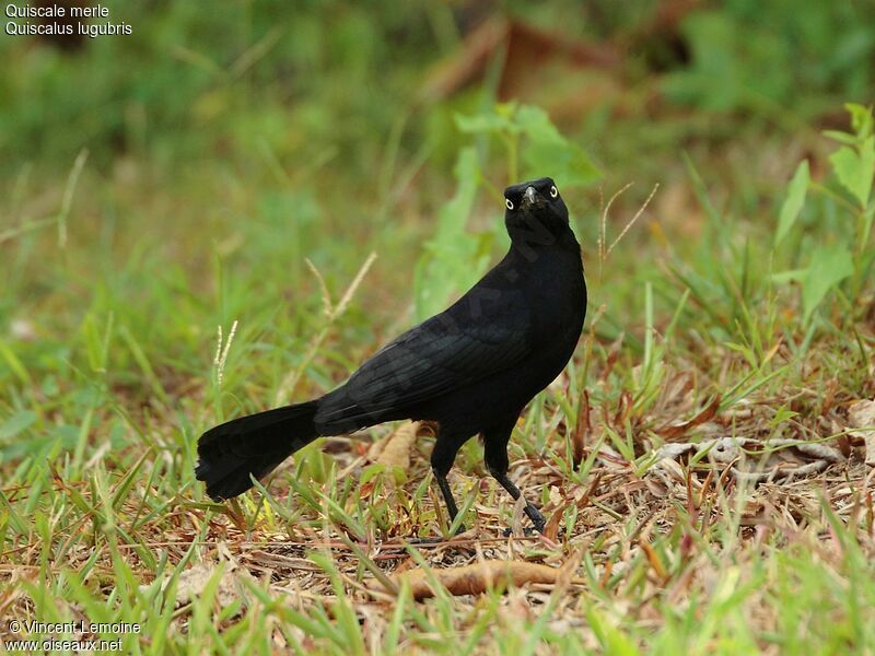 Carib Grackle male adult