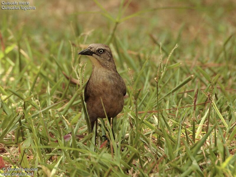 Carib Grackle female adult